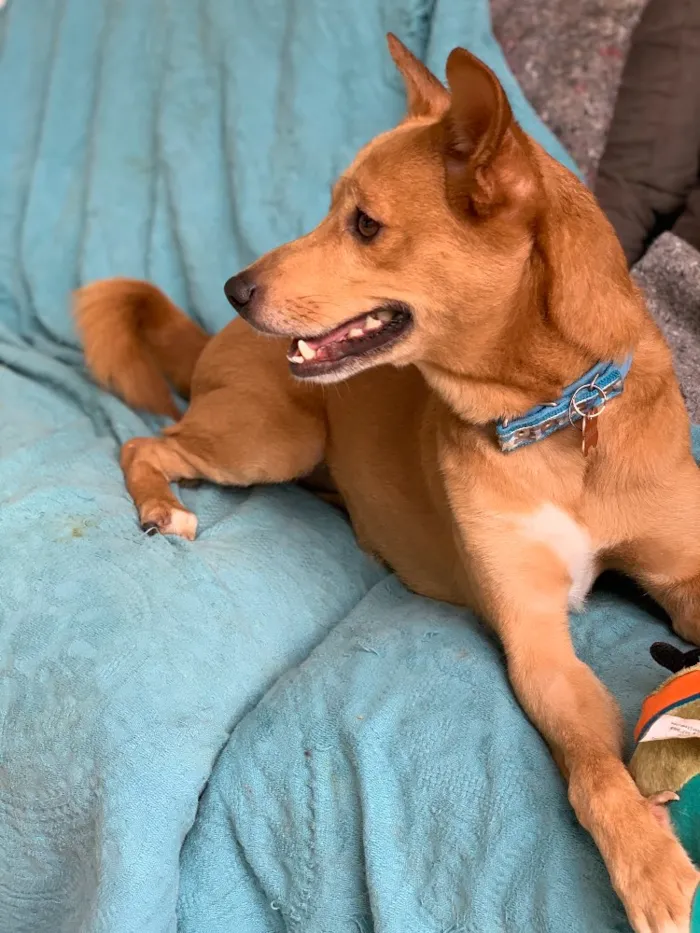 Cachorro ra a Srd idade  nome Tobias