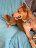 Tobias