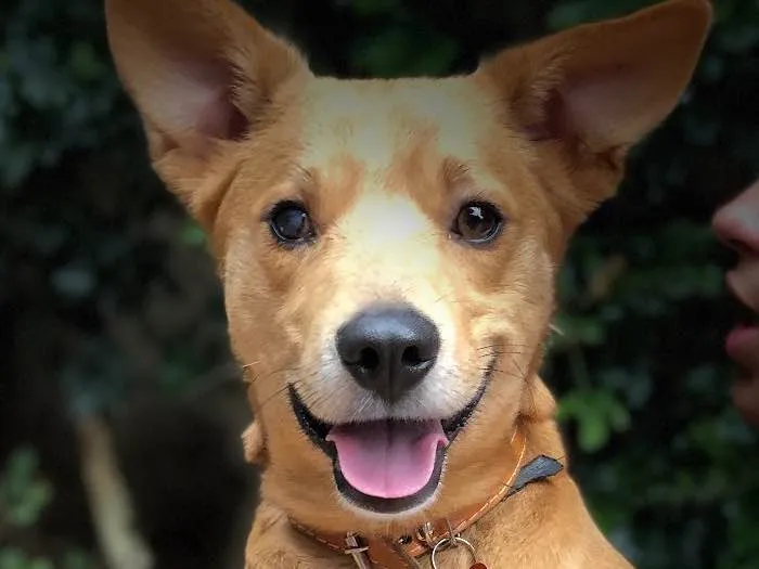 Cachorro ra a Srd idade  nome Tobias