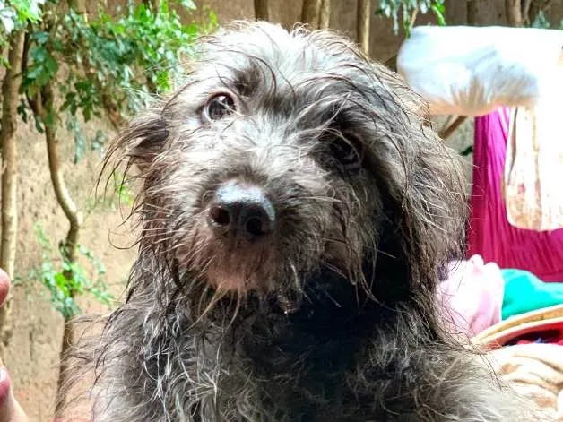 Cachorro raça Srd idade  nome Guaraná