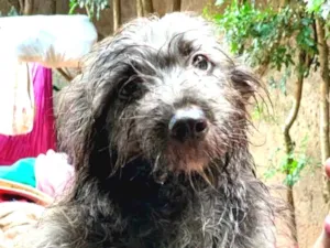Cachorro raça Srd idade  nome Guaraná