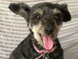 Cachorro raça Srd idade  nome Angélica 
