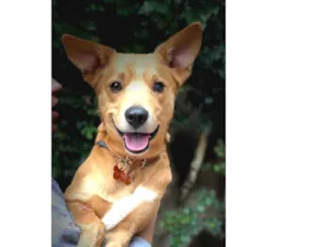 Cachorro raça Srd idade  nome Tobias