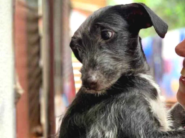 Cachorro ra a Srd idade  nome Coca