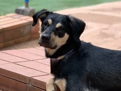 Cachorro raça Srd idade  nome George 