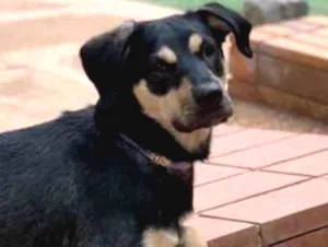 Cachorro raça Srd idade  nome George 
