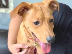Cachorro raça Srd idade  nome Lilly