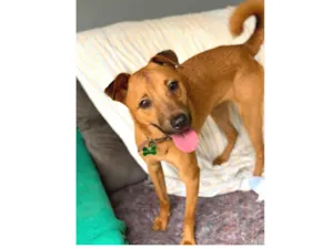 Cachorro raça Srd idade  nome Farofa