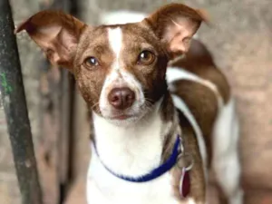 Cachorro raça Srd idade  nome Meg