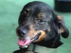 Cachorro raça Srd idade  nome Serena