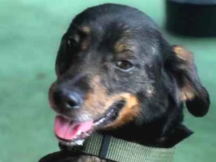 Cachorro ra a Srd idade  nome Serena