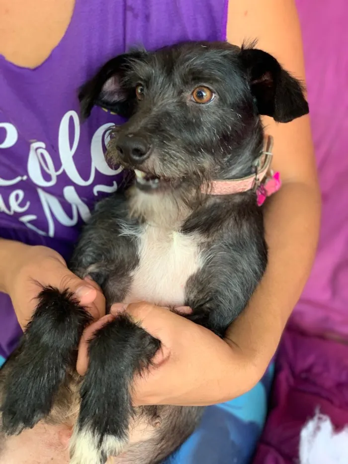 Cachorro ra a Srd idade  nome Crystal 