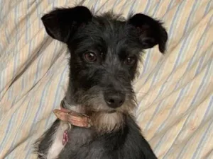 Cachorro raça Srd idade  nome Crystal 