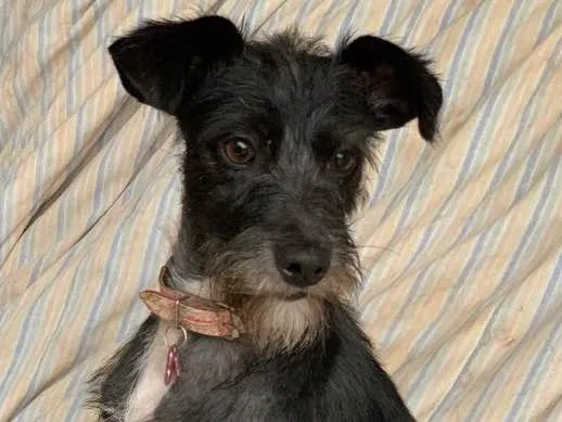 Cachorro ra a Srd idade  nome Crystal 