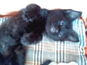 Gato raça SRD idade Abaixo de 2 meses nome Cookie