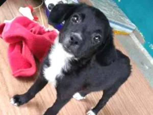 Cachorro raça Srd idade 2 a 6 meses nome Tuinha