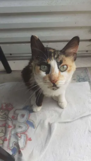 Gato raça  idade  nome Não tem