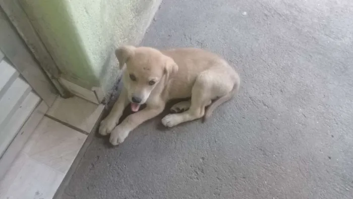 Cachorro ra a Vira lata com raça descohecida idade 2 a 6 meses nome Dastin