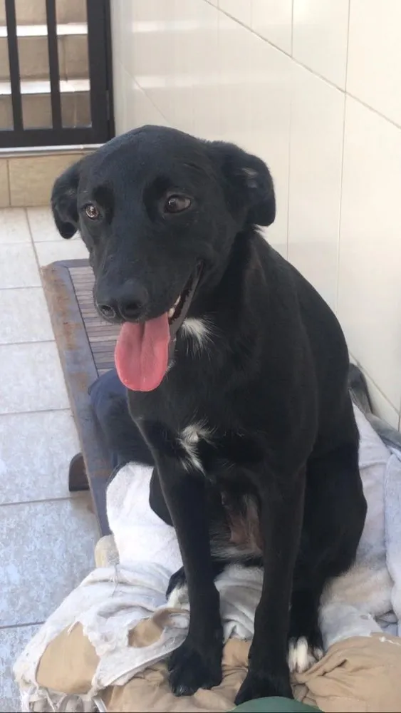 Cachorro ra a Vira-lata idade 7 a 11 meses nome Crystal