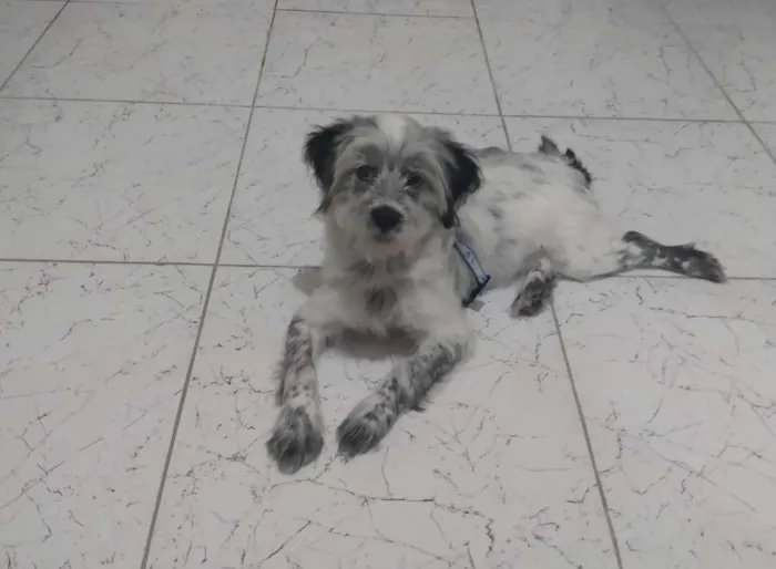 Cachorro ra a Mistura de shi-tzu com vira la idade 2 a 6 meses nome Theo
