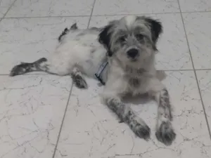 Cachorro raça Mistura de shi-tzu com vira la idade 2 a 6 meses nome Theo