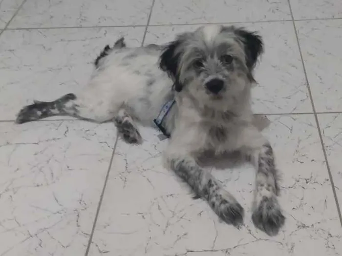 Cachorro ra a Mistura de shi-tzu com vira la idade 2 a 6 meses nome Theo