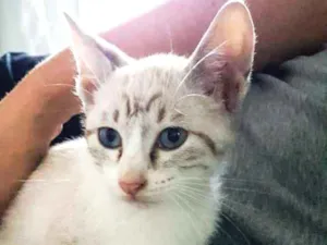 Gato raça SRD idade Abaixo de 2 meses nome Bran