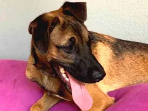 Cachorro raça Srd idade  nome Carlinhos