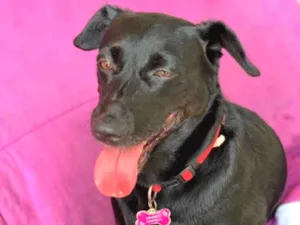 Cachorro raça Srd idade  nome Dorothy 