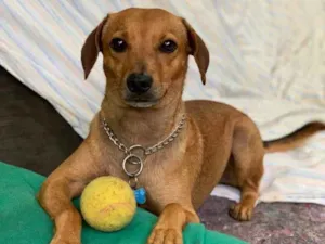 Cachorro raça Srd idade  nome Arlon