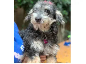 Cachorro raça Srd idade  nome Lilica
