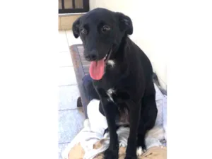 Cachorro raça Vira-lata idade 7 a 11 meses nome Crystal