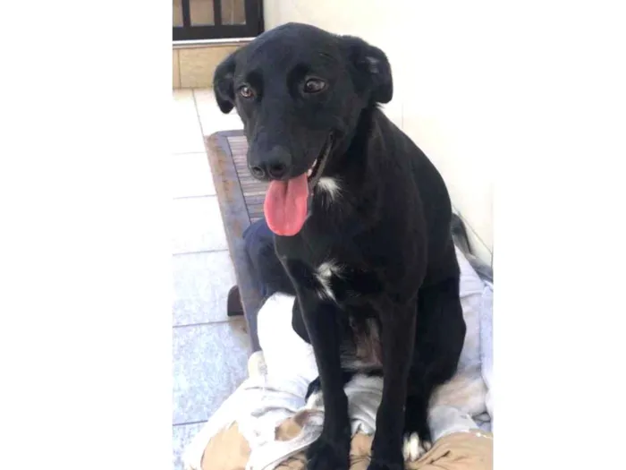 Cachorro ra a Vira-lata idade 7 a 11 meses nome Crystal