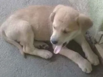 Cachorro ra a Vira lata com raça descohecida idade 2 a 6 meses nome Dastin