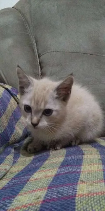 Gato ra a ? idade 7 a 11 meses nome Mel
