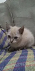 Mel