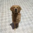 Apollo