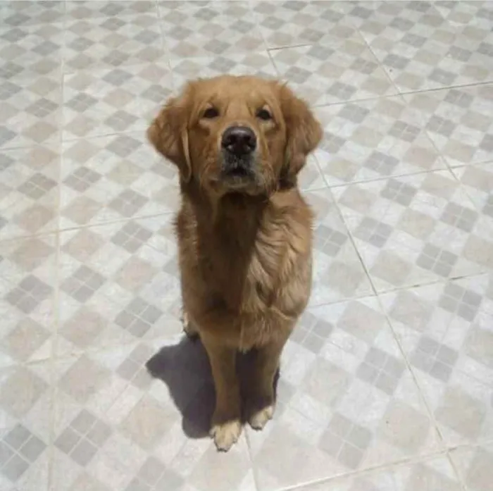 Cachorro ra a Golden Retriver idade 5 anos nome Apollo