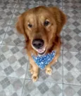 Apollo