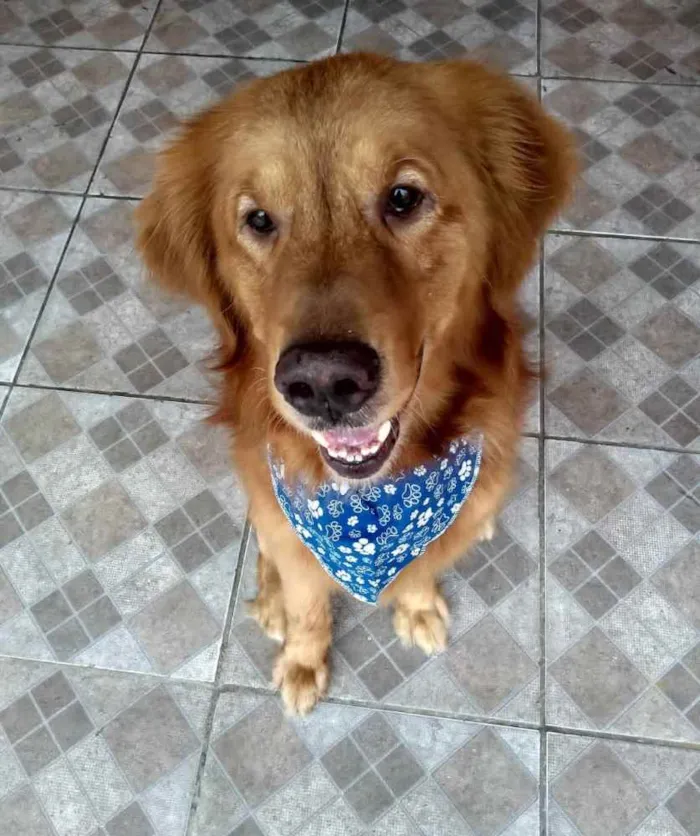 Cachorro ra a Golden Retriver idade 5 anos nome Apollo