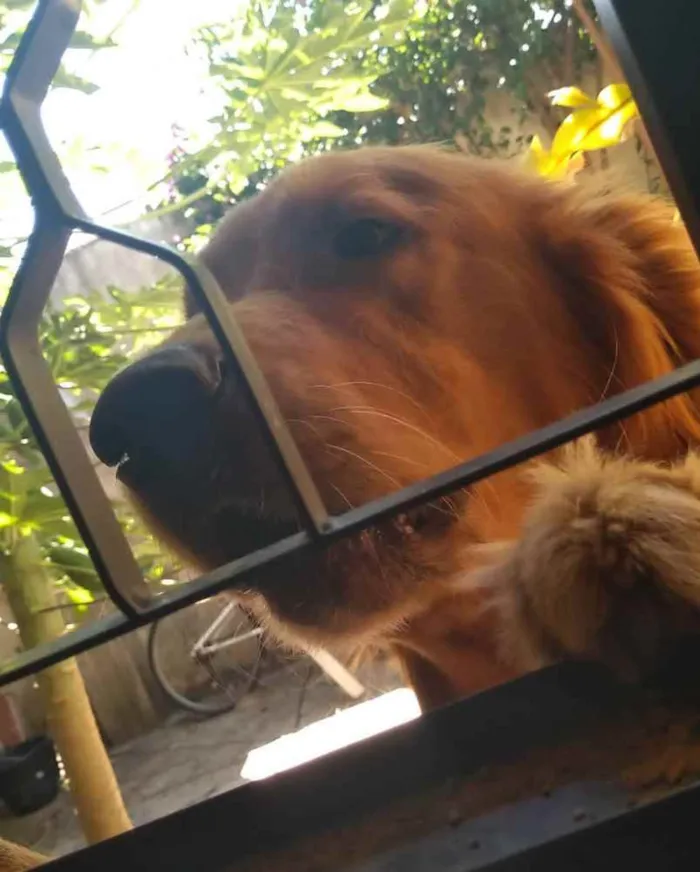Cachorro ra a Golden Retriver idade 5 anos nome Apollo