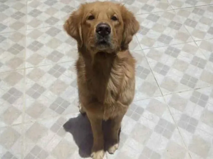 Cachorro ra a Golden Retriver idade 5 anos nome Apollo
