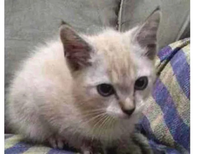 Gato ra a ? idade 7 a 11 meses nome Mel