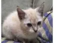 Mel