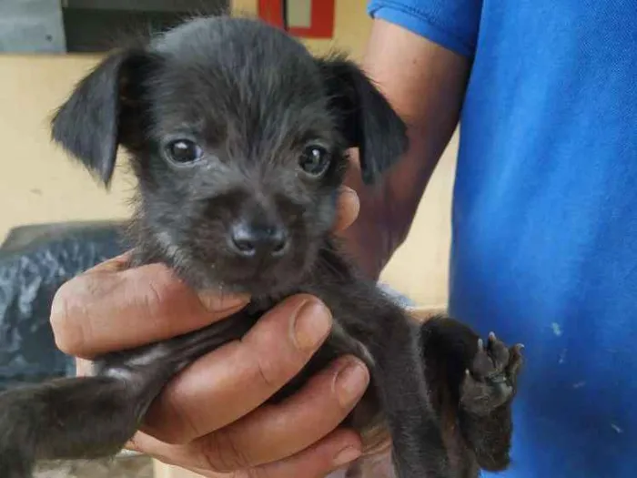 Cachorro raça Vira lata idade Abaixo de 2 meses nome Faisca