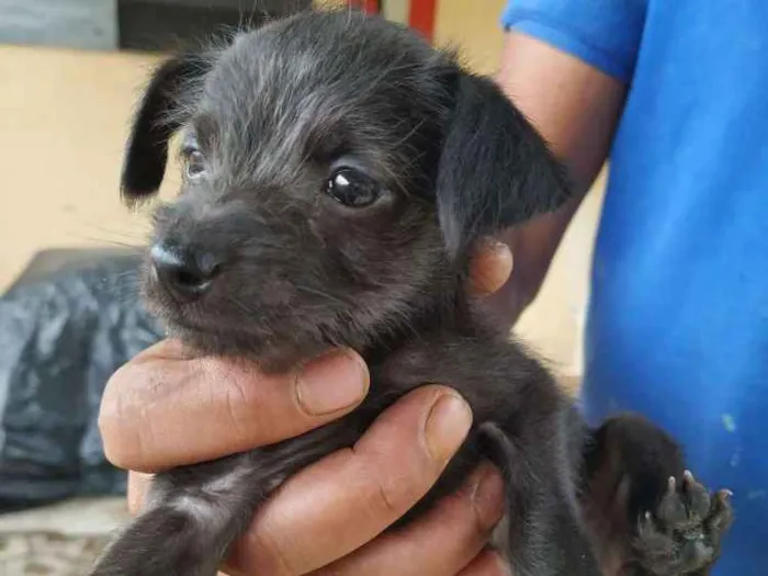 Cachorro raça Vira lata idade Abaixo de 2 meses nome Faisca