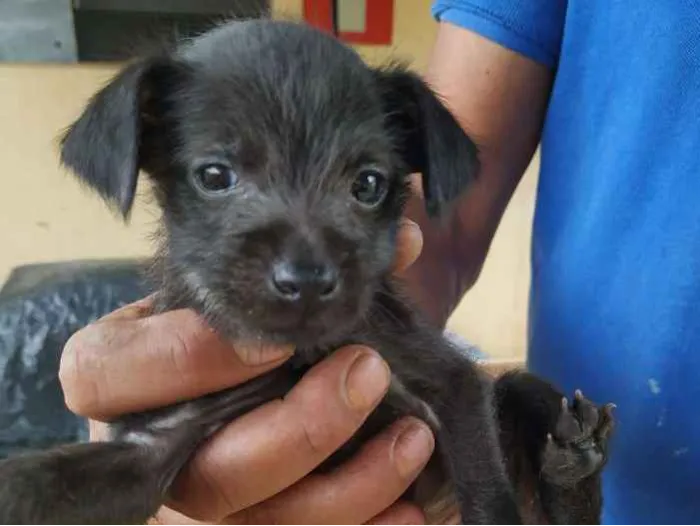 Cachorro raça Vira lata idade Abaixo de 2 meses nome Faisca