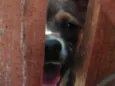 Princesa e kurth