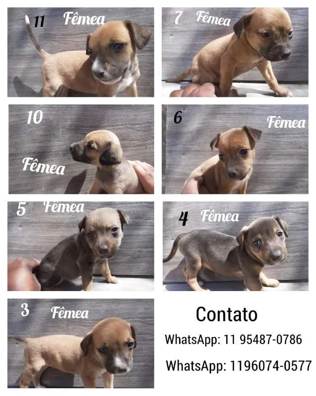 Cachorro ra a Vira - Lata  idade 2 a 6 meses nome Sem nome 