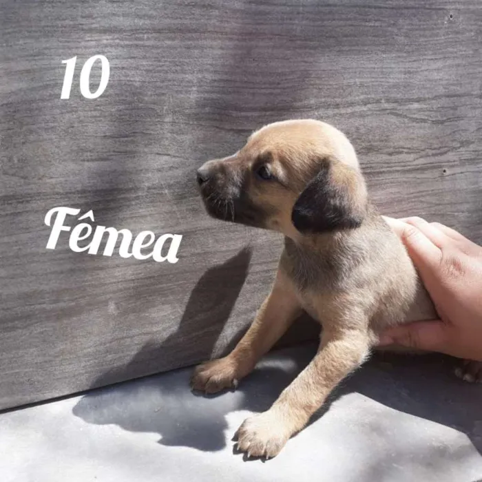 Cachorro ra a Vira - Lata  idade 2 a 6 meses nome Sem nome 